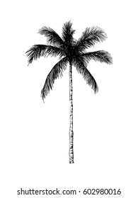 Vector hand drawn palm. Tropical summer engraved style illustration. Perfect for invitations, greeting cards, posters.
