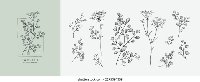 Vector hand drawn parsley and dill set. Vintage trendy botanical elements herb and spicy. Hand drawn line leaves branches and blooming. . Vector trendy greenery