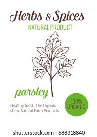 Vector hand drawn parsley. Sketch illustration. Herbs and spices banner.