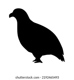 Vector hand drawn partridge bird silhouette isolated on white background