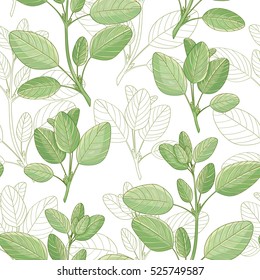 Vector hand drawn pattern with marjoram plants, herbal seamless pattern