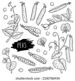 Vector hand drawn pea set. Organic legumes plant drawing with pods, beans, flowers, branch and leaves. Lineart botanical illustration. Outline ink slyle sketch.