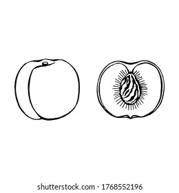 Vector hand drawn peach, fruit. Decorative retro style collection farm product restaurant menu, market label.