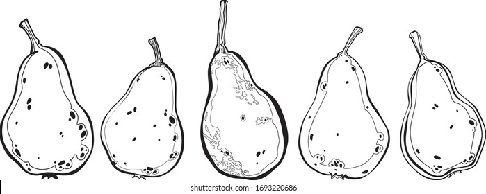 Vector hand drawn pears. Sketch of pears