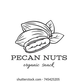 Vector hand drawn pecan nuts for template label, packing and emblem farmer market design. Retro sketch style.