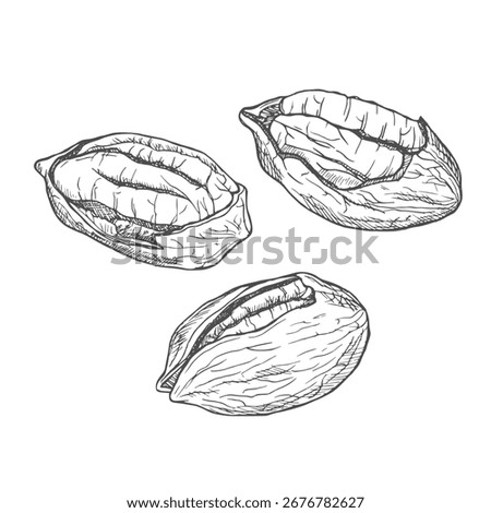 Vector hand drawn pecan nuts for template label, packing and emblem farmer market design. Retro sketch style.