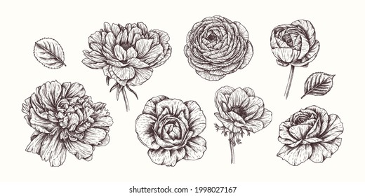 Vector hand drawn peonies, roses, anemone, ranunculus flowers. Vintage botanical  flowers collection in engraved style. For wedding invitations, prints, greeting cards, Birthday, wallpaper, template