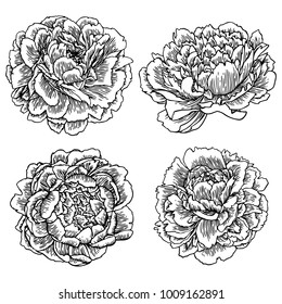 Vector hand drawn peonies silhouette set. Isolated flowers contour. 