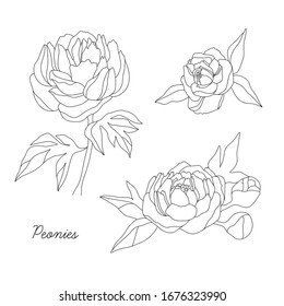 Vector hand drawn peony flowers in bloom. Isolated on white background. Sketch style black and white line art.