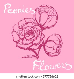 Vector Hand Drawn peony flowers. Beautiful peonies on a pink background with hand written text.