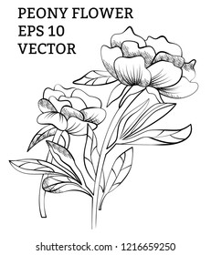 Vector hand drawn peony illustration with isolated flowers with art line