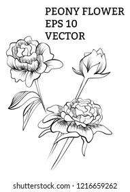 Vector hand drawn peony illustration with isolated flowers with art line