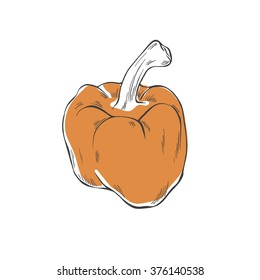 Vector hand drawn pepper illustration on white background