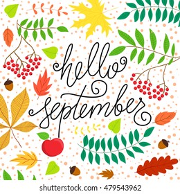 Vector hand drawn phrase - Hello September. Cute greeting card with handwritten calligraphy and autumn leaves. Colorful festive background