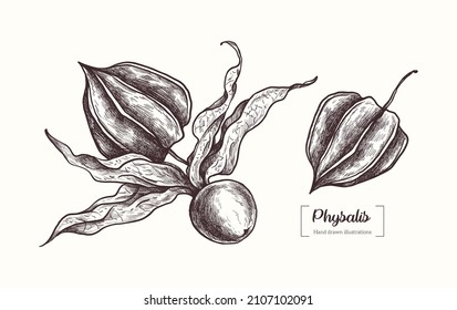 Vector hand drawn Physalis illustration in vintage engraving style. Physalis flower, Physalis berry. Botanical Illustration. Eco food. Healthy Superfood. Sweet gooseberry harvest