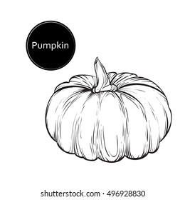 Vector hand drawn picture of pumpkin in cartoon style sketch. Illustration of autumn harvest. Thanksgiving Day.