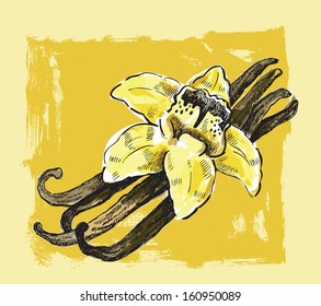 Vector Hand Drawn Picture Of Vanilla Flower