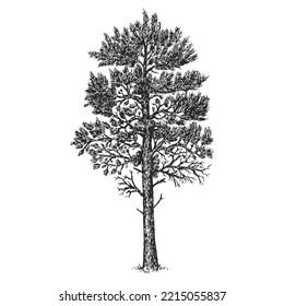 Vector hand drawn pine in sketch style isolated on white background. Monochrome tall evergreen tree. Vintage artistic design art illustration.