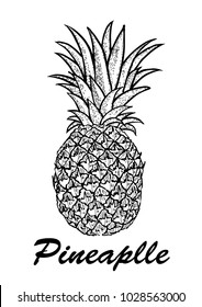 Vector hand drawn pineapple. Exotic tropical fruit vector drawings isolated on white background. Botanical illustration of fruits.