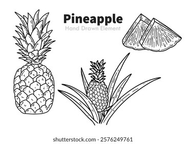 Vector hand drawn pineapple fruit, with whole fruit, plant, agriculture, harvest, packaging design, ornament, summer