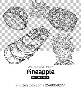 Vector hand drawn pineapple. Outline fruits for graphic designs. Isolated graphic assets on transparent background.Illustration is outline only. Ready to use and easy to edit.