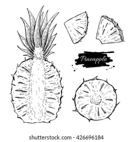 Vector hand drawn pineapple and sliced pieces set. Tropical summer fruit engraved style illustration. Detailed food drawing. Great for label, poster, print