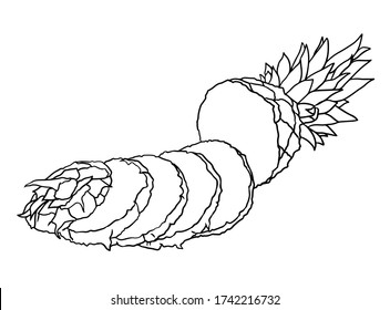 Vector hand drawn pineapple. Tropical summer fruit engraved style illustration. black and white