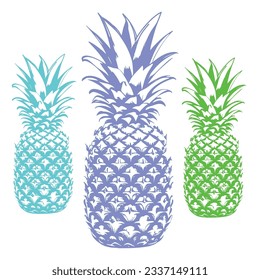 Vector hand drawn pineapple. Tropical summer fruit illustration