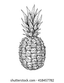 Vector hand drawn pineapple. Tropical summer fruit engraved style illustration. Detailed food drawing. Great for label, poster, print