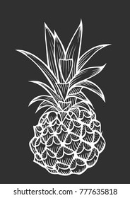 Vector hand drawn pineapple. Tropical summer fruit engraved style illustration. Detailed food drawing. Great for label, poster, print
