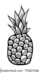 Vector hand drawn pineapple. Tropical summer fruit engraved style illustration. Detailed food drawing. Great for label, poster, print