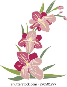 Vector hand drawn pink iris flower illustration. Decorative element for cards