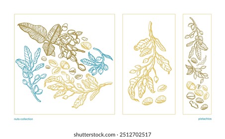 Vector hand drawn pistachio tree branch set with leaves and nuts. Botanical drawing. Vintage style. Nuts and seeds collection.