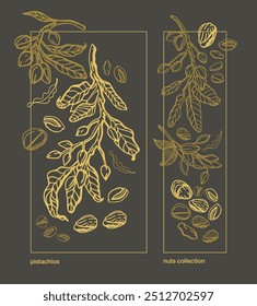 Vector hand drawn pistachio tree branch set with leaves and nuts. Botanical drawing. Vintage style. Nuts and seeds collection.