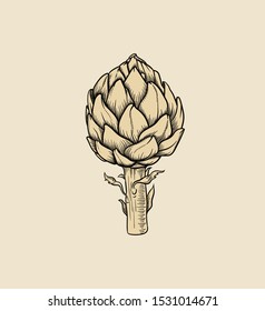 Vector hand drawn plant artichoke in black outline . Black stroke .Vector detailed Illustration isolated on background. Detailed vector sketch