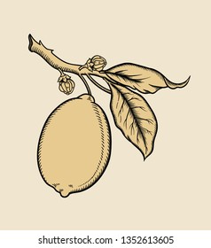 Vector hand drawn plant in black outline . Black stroke lime .Vector detailed Illustration isolated on background. Detailed vector sketch lemon