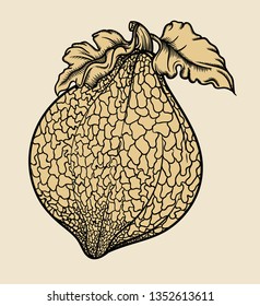 Vector hand drawn plant in black outline . Black stroke zucchini.Vector detailed Illustration isolated on background. Detailed vector sketch squash