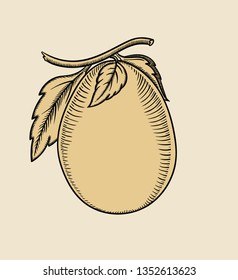 Vector hand drawn plant in black outline . Black stroke eggplant.Vector detailed Illustration isolated on background. Detailed vector sketch plum
