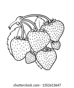 Vector hand drawn plant in black outline . Black stroke strawberry .Vector detailed Illustration isolated on background. Detailed vector sketch wild strawberry