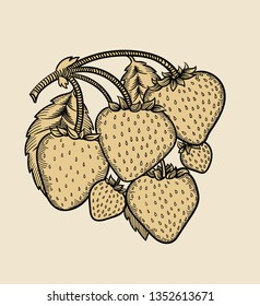 Vector hand drawn plant in black outline . Black stroke wild strawberry .Vector detailed Illustration isolated on background. Detailed vector sketch  Strawberry