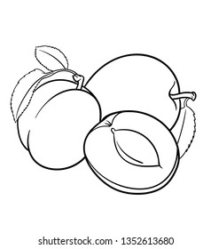 Vector hand drawn plant in black outline . Black stroke  apricot .Vector detailed Illustration isolated on background. Detailed vector sketch plum
