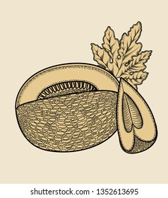 Vector hand drawn plant in black outline . Black stroke melon .Vector detailed Illustration isolated on background. Detailed vector sketch melon slice