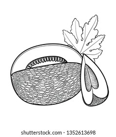 Vector hand drawn plant in black outline . Black stroke melon slice .Vector detailed Illustration isolated on background. Detailed vector sketch melon