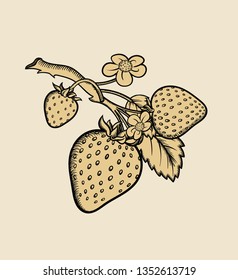Vector hand drawn plant in black outline . Black stroke .Vector detailed Illustration isolated on background. Detailed vector sketch  Strawberry isolated on white