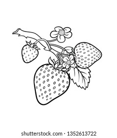 Vector hand drawn plant in black outline . Black stroke .Vector detailed Illustration isolated on background. Detailed vector sketch strawberry isolated on white