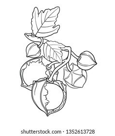Vector hand drawn plant in black outline . Black stroke gooseberry.Vector detailed Illustration isolated on background. Detailed vector sketch Physalis fruit isolated on white