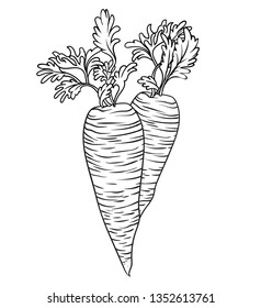 Vector hand drawn plant in black outline . Black stroke carrot .Vector detailed Illustration isolated on background. Detailed vector sketch carrots isolated on white 