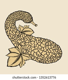 Vector hand drawn plant in black outline . Black stroke zucchini.Vector detailed Illustration isolated on background. Detailed vector sketch squash