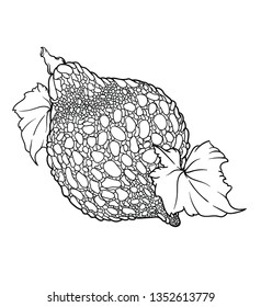 Vector hand drawn plant in black outline . Black stroke zucchini.Vector detailed Illustration isolated on background. Detailed vector sketch squash