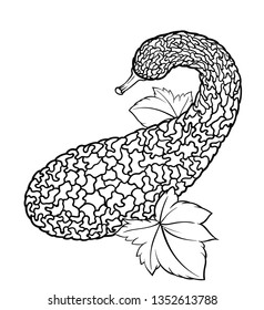 Vector hand drawn plant in black outline . Black stroke zucchini.Vector detailed Illustration isolated on background. Detailed vector sketch squash